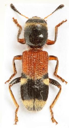 Tillicera cleroides
